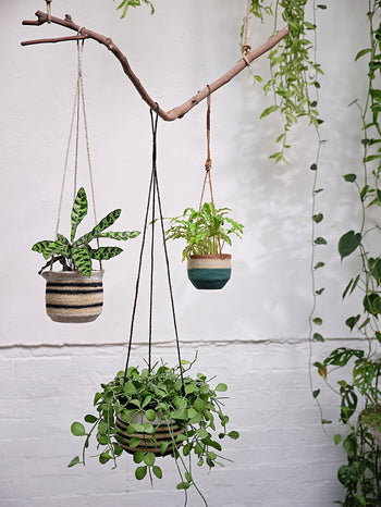 Large Hanging Basket